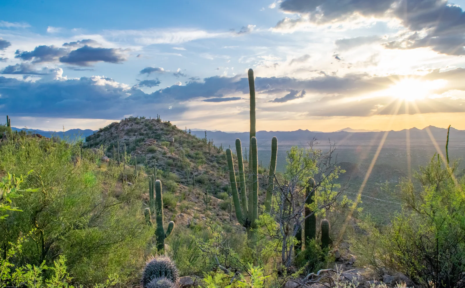 Saguaro cactus in the Sonoran desert at sunset